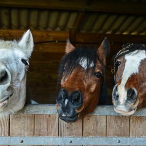 Paarden