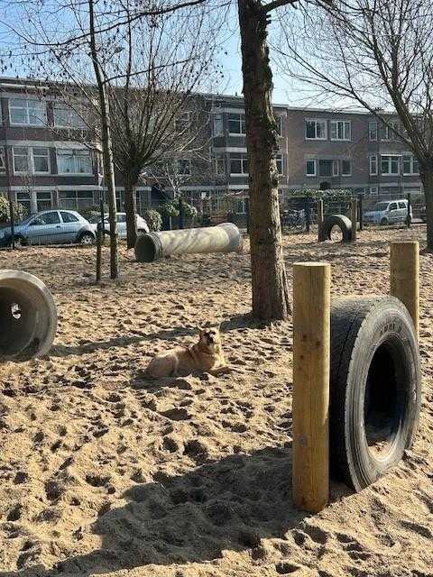 honden speelplek