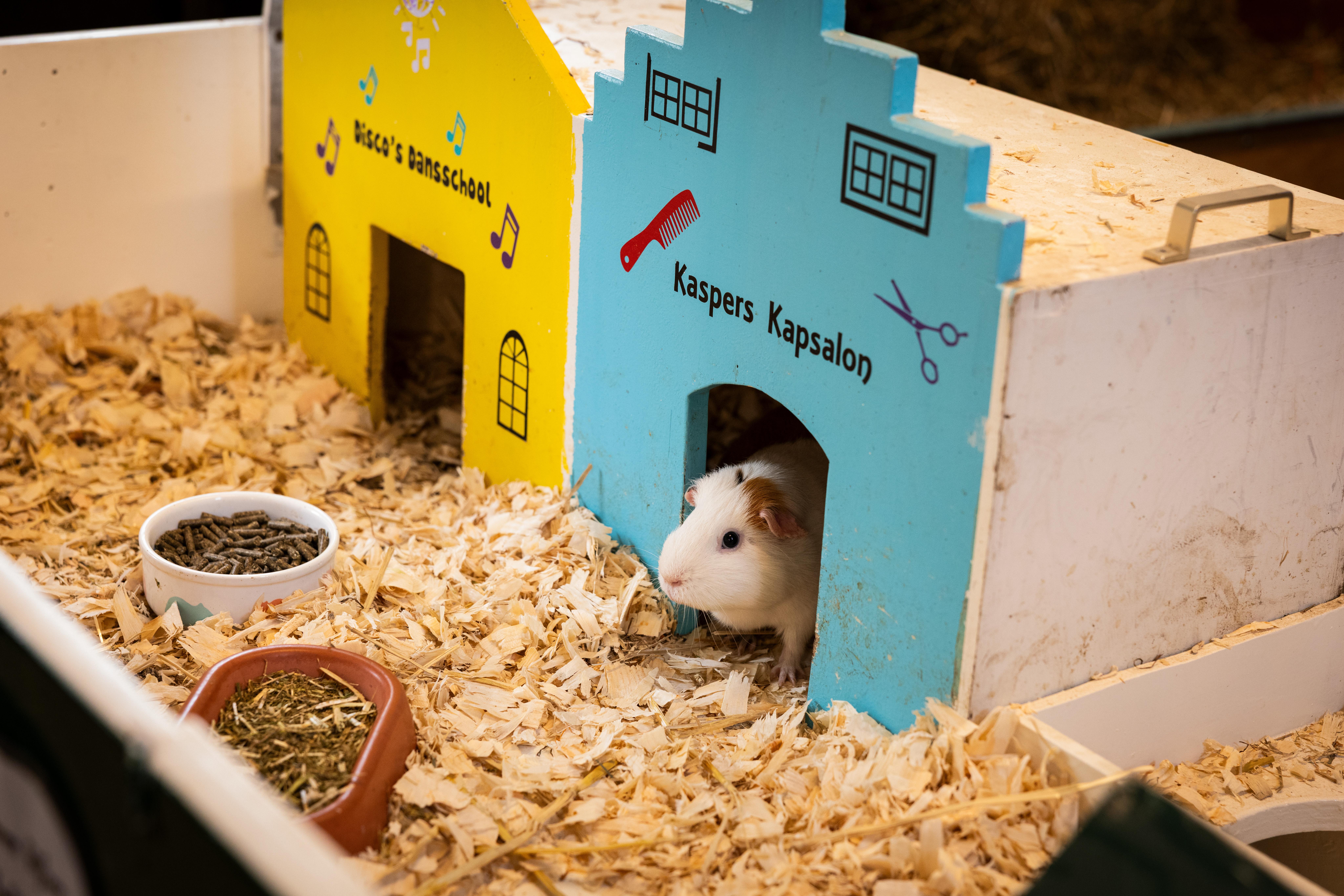 cavia`s op stadsboerderij foto fleur beemster