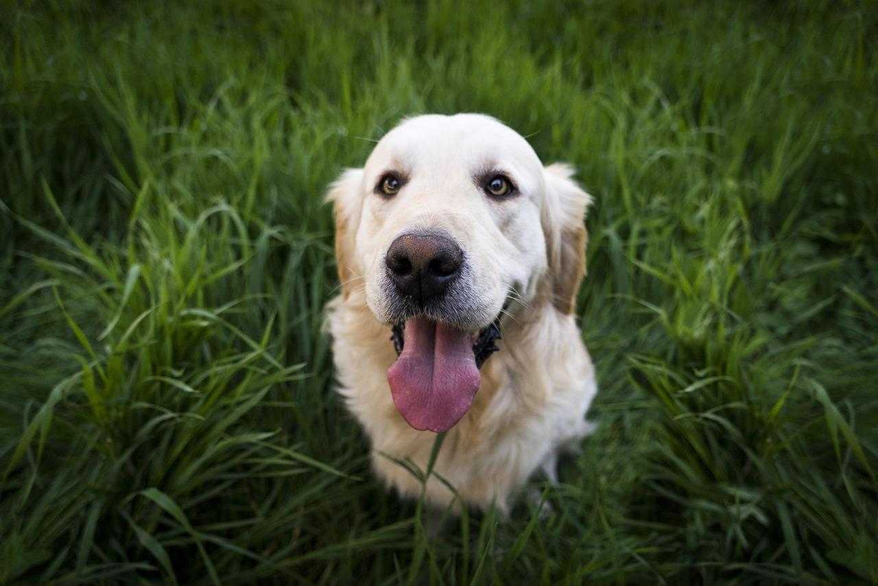 golden retriever hond